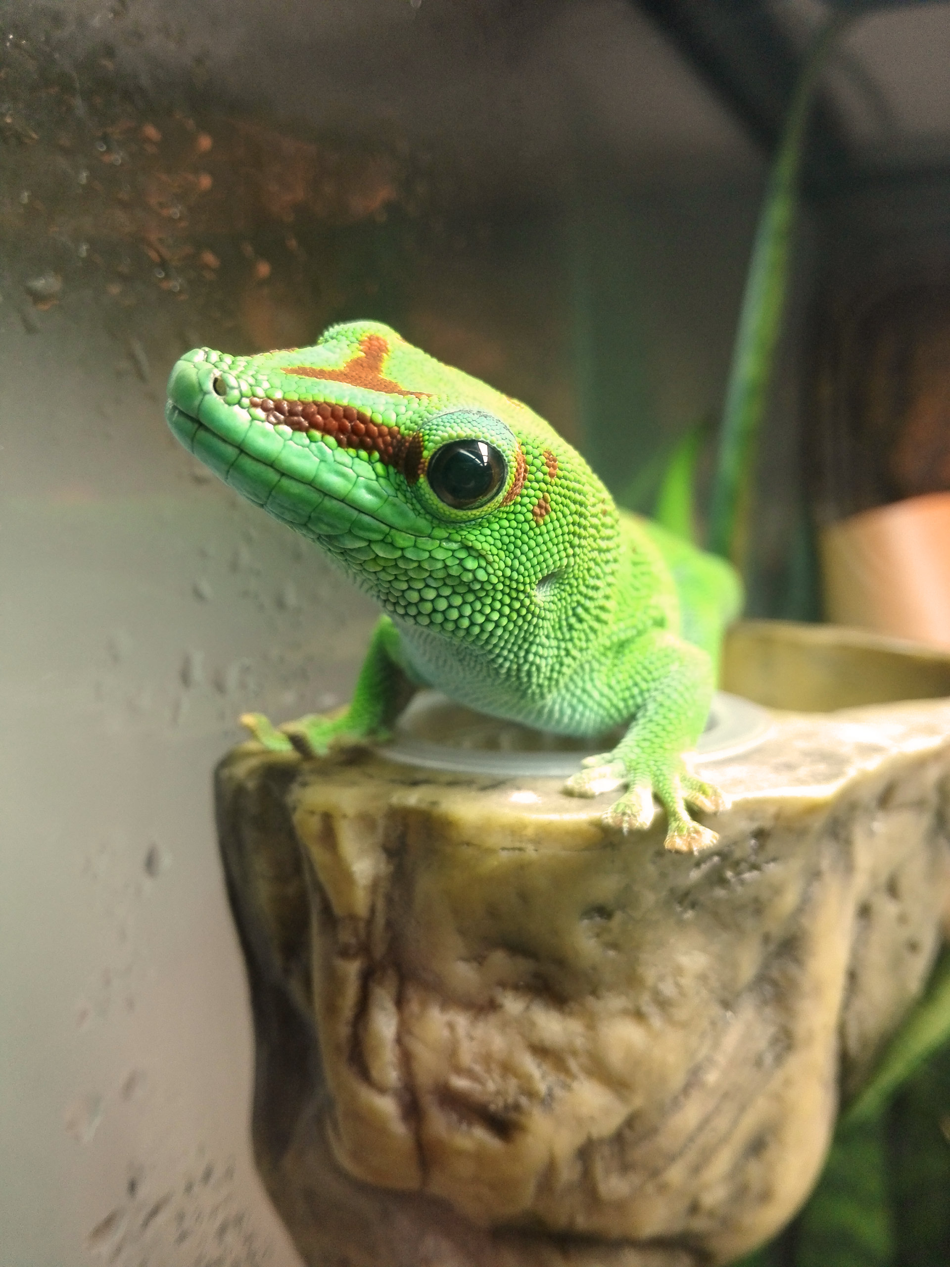Gecko schaut in die Kamera ganz nah